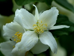 水芹菜与花卉的和谐共舞——横向花卉装饰图的魅力水芹菜的花